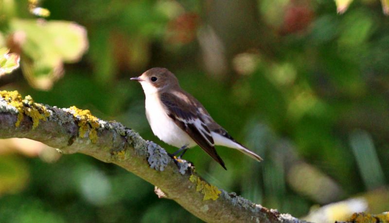 Pied Flycatcher - 19-09-2017