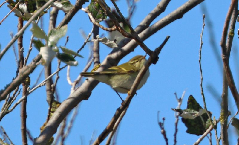 Yellow-browed Warbler - 19-09-2017