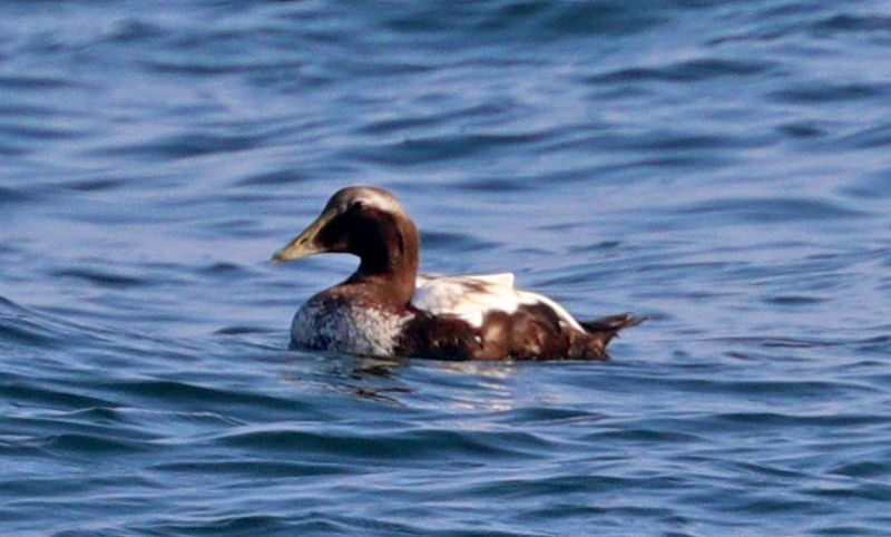 Eider - 24-09-2017