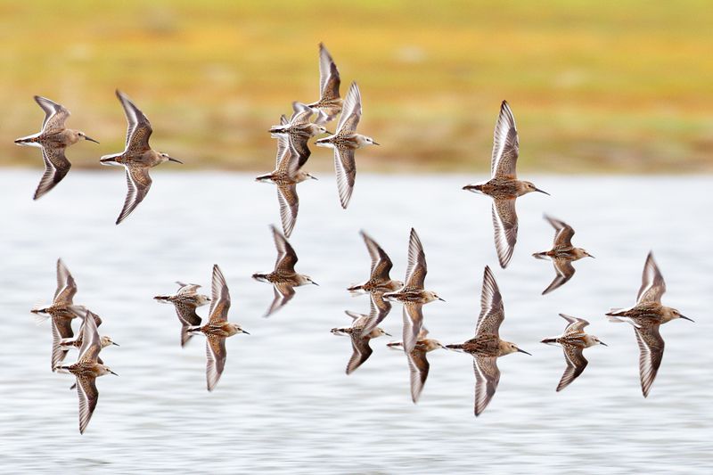 Little Stint - 28-09-2017