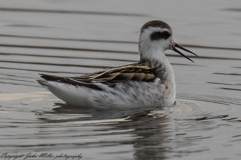 Red-necked Phalarope - 06-10-2017