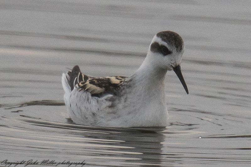 Red-necked Phalarope - 06-10-2017