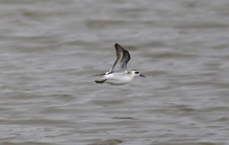 Red-necked Phalarope - 06-10-2017