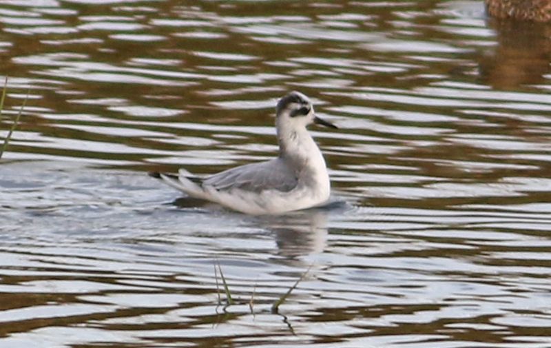 Grey Phalarope - 06-10-2017