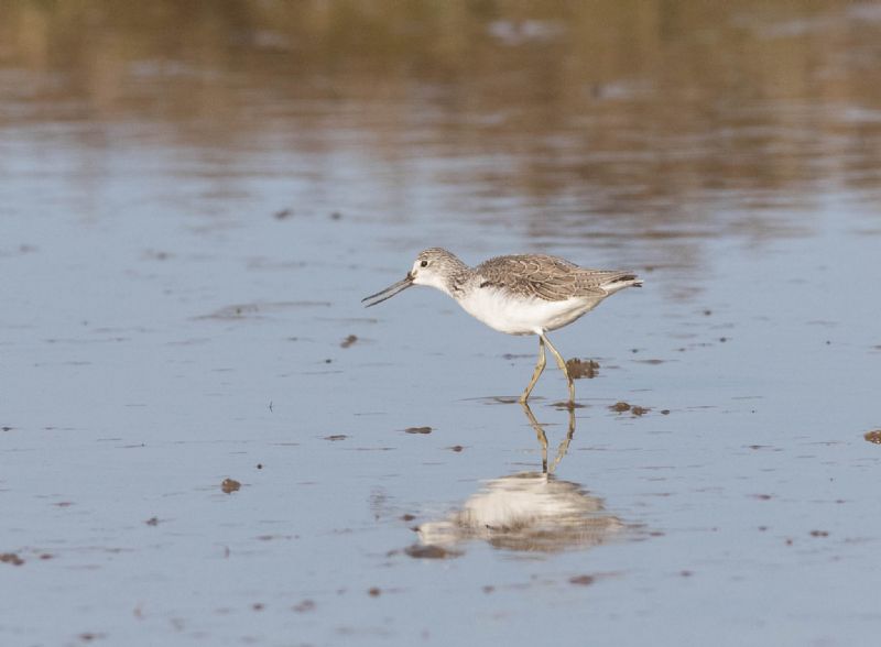 Greenshank - 12-10-2017