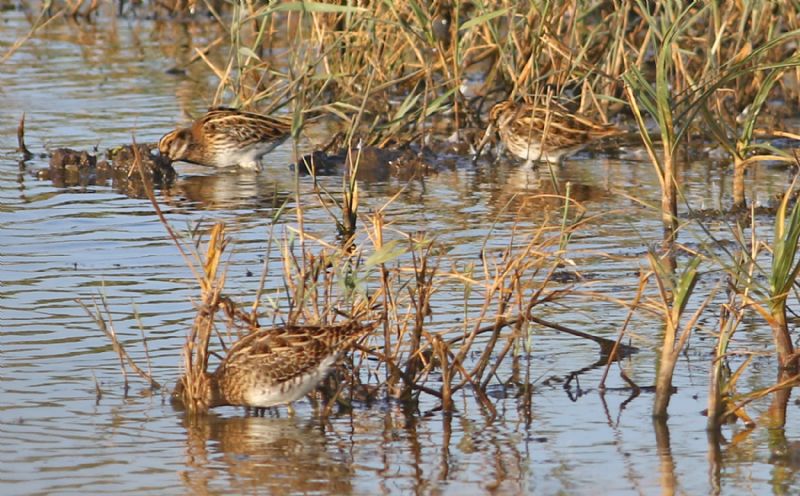 Jack Snipe - 17-10-2017