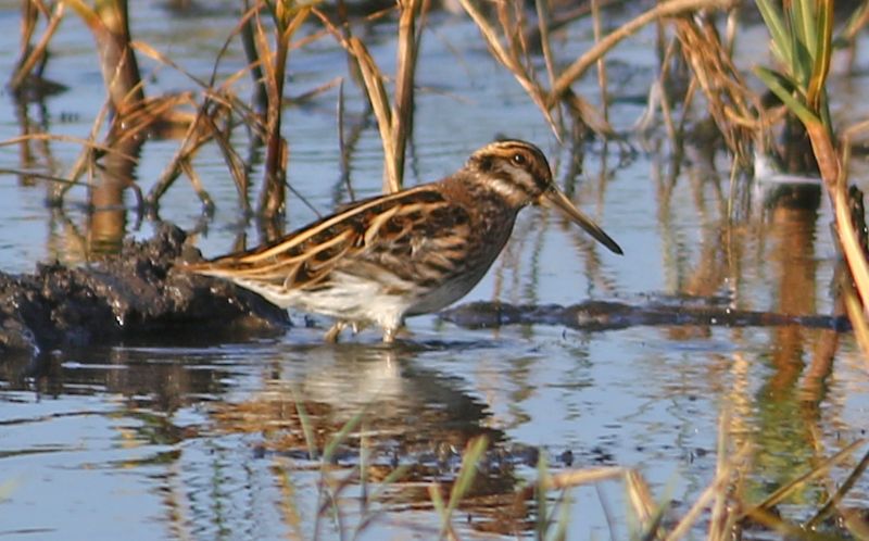 Jack Snipe - 17-10-2017