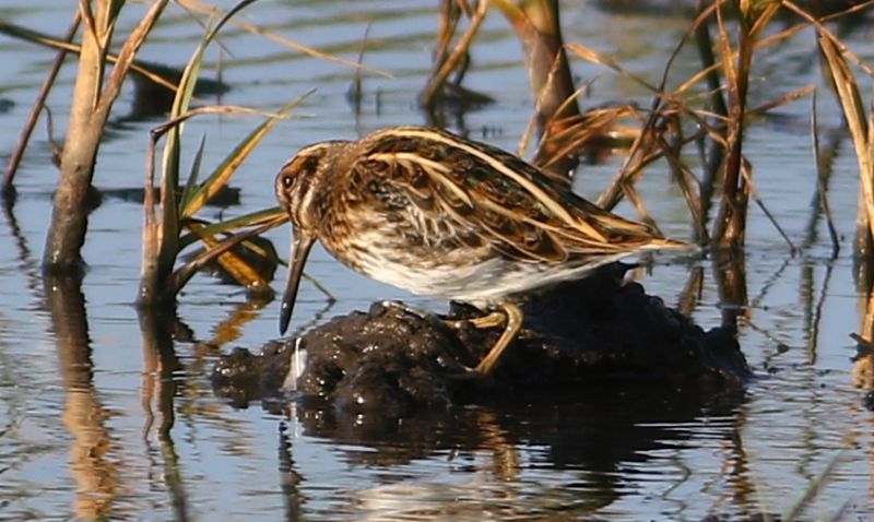 Jack Snipe - 17-10-2017