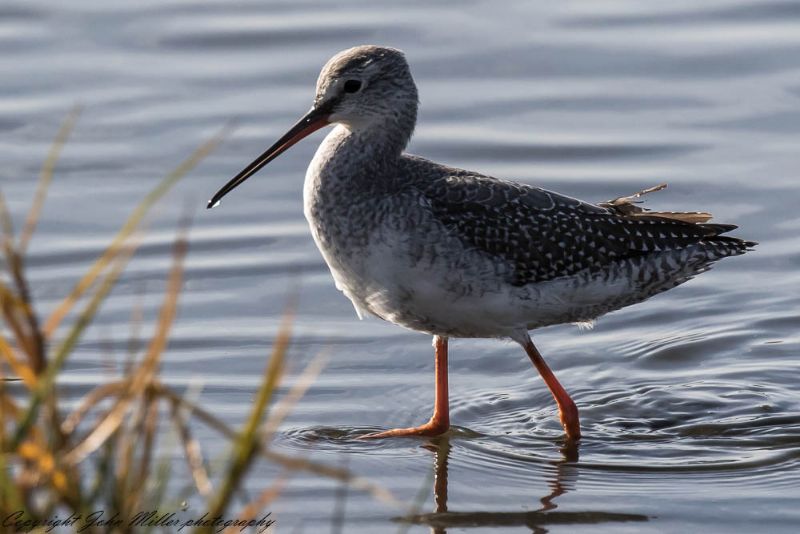 Spotted Redshank - 17-10-2017