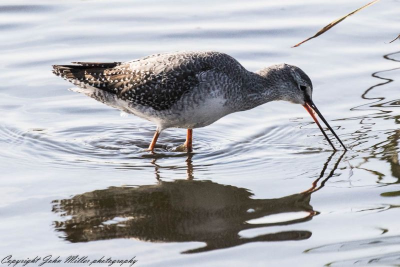 Spotted Redshank - 17-10-2017