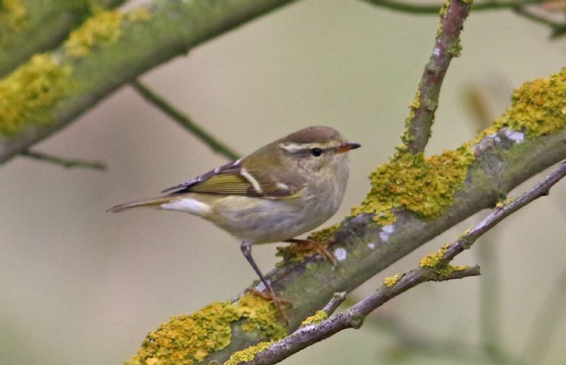 Yellow-browed Warbler - 19-10-2017