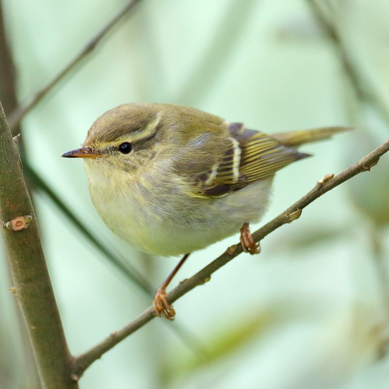 Yellow-browed Warbler - 19-10-2017