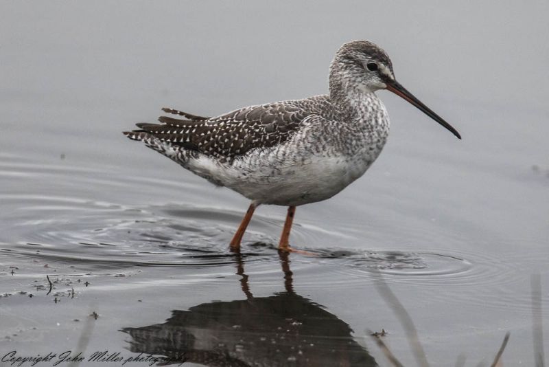 Spotted Redshank - 23-10-2017