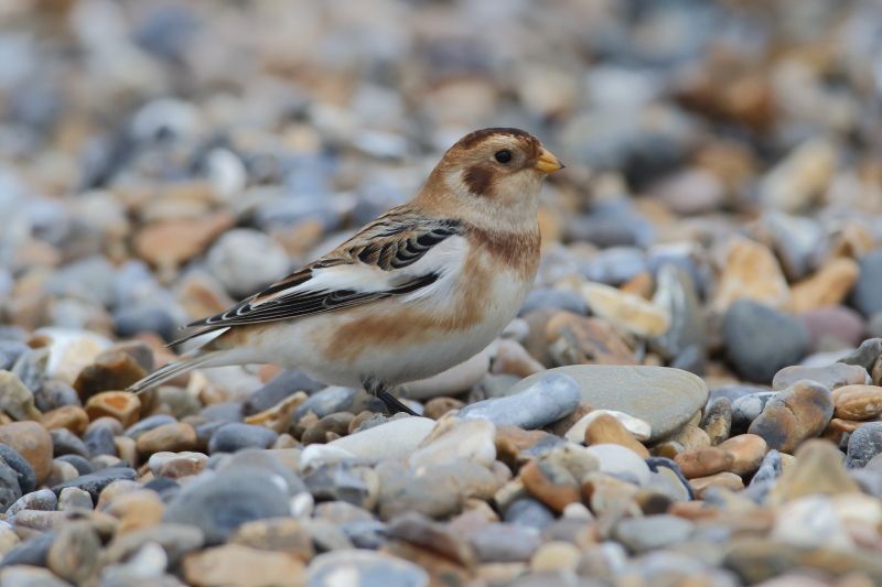 Snow Bunting - 28-10-2017