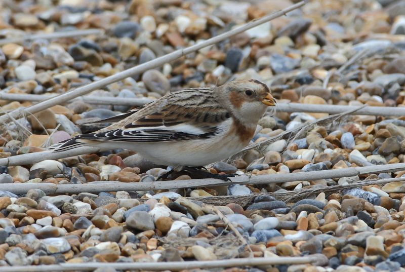 Snow Bunting - 28-10-2017