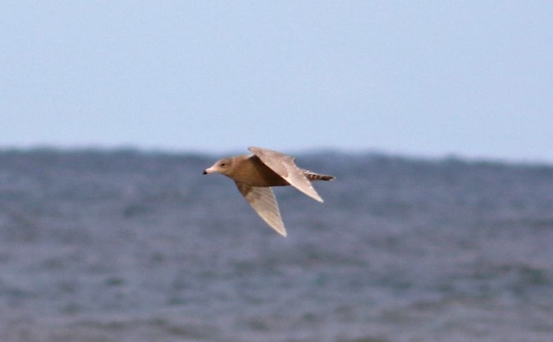 Glaucous Gull - 30-10-2017