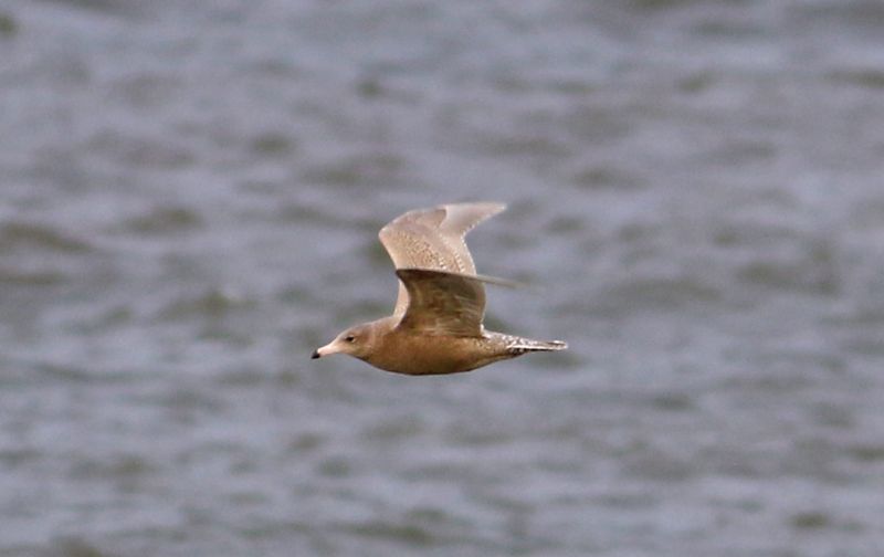 Glaucous Gull - 30-10-2017