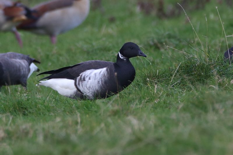 Black Brant - 28-10-2017