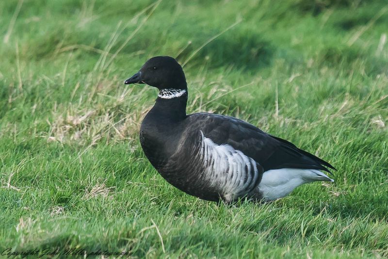 Black Brant - 31-10-2017