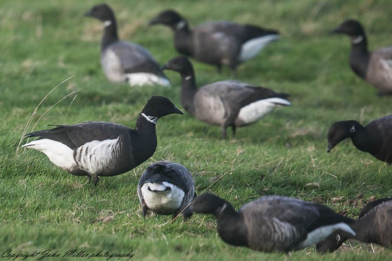 Black Brant - 31-10-2017