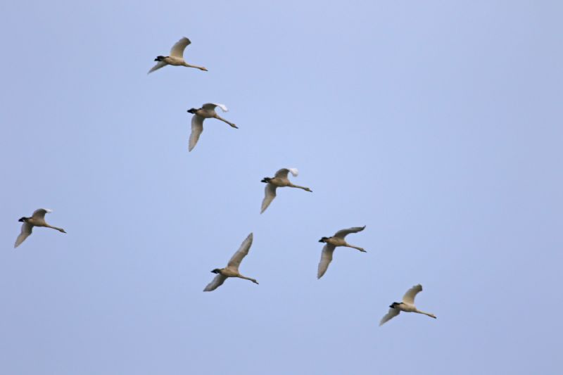 Whooper Swan - 01-11-2017