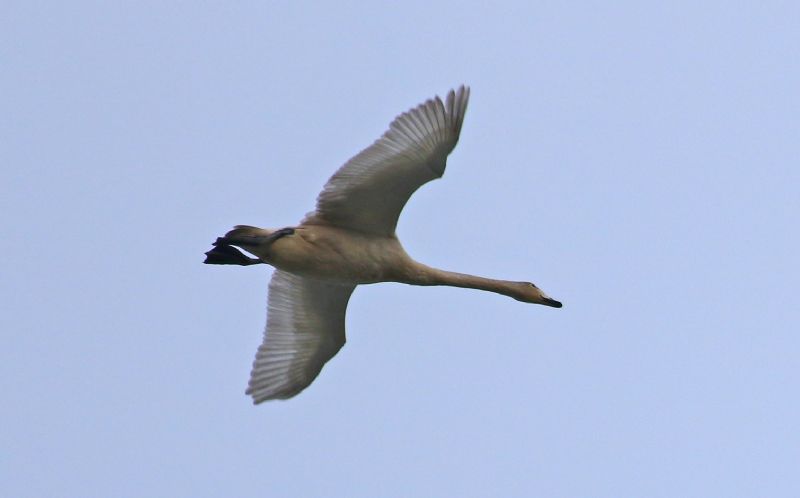 Whooper Swan - 01-11-2017