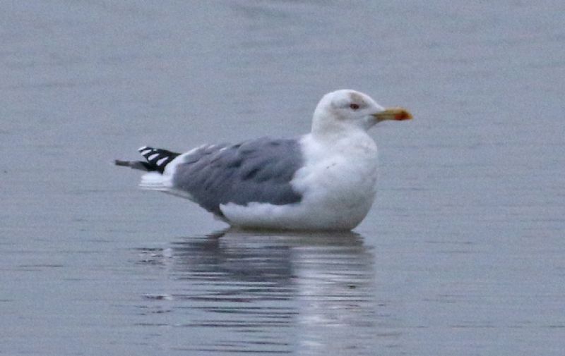 Yellow-legged Gull - 03-11-2017