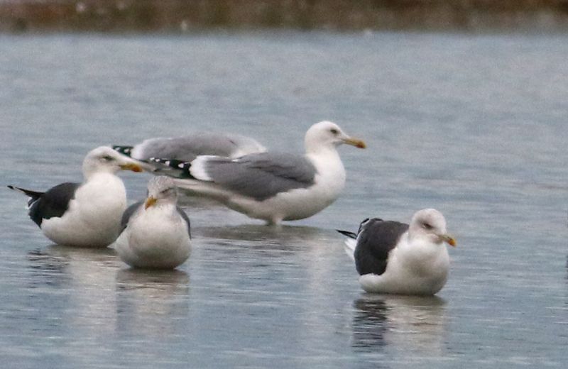 Caspian Gull - 03-11-2017