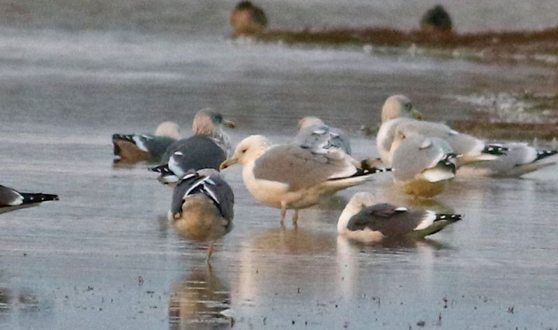 Caspian Gull - 02-11-2017