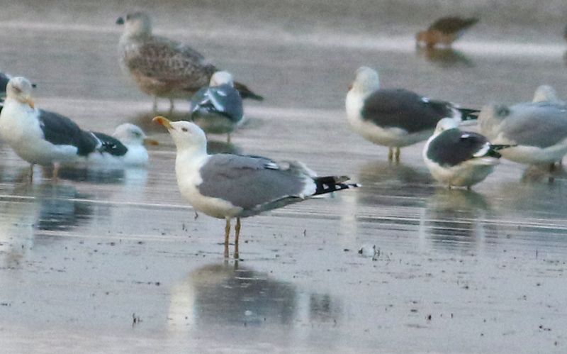 Yellow-legged Gull - 02-11-2017