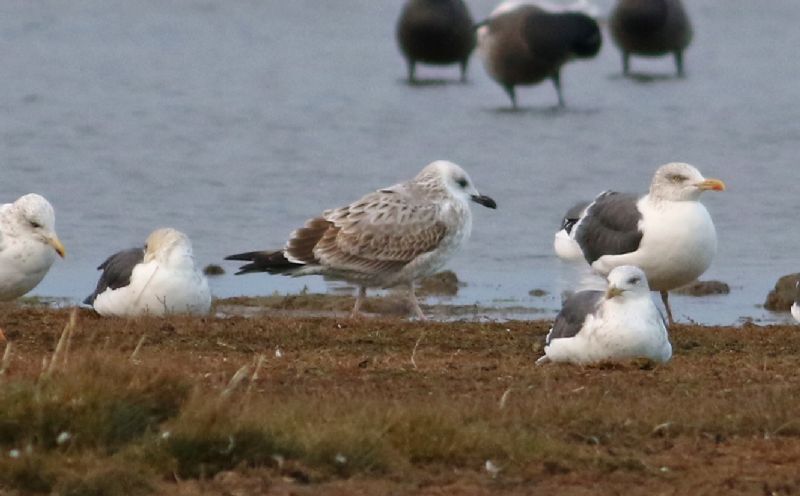 Caspian Gull - 07-11-2017