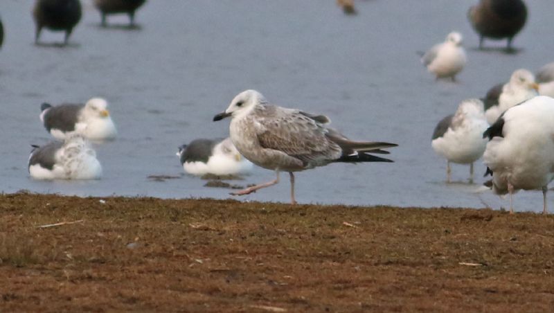 Caspian Gull - 07-11-2017