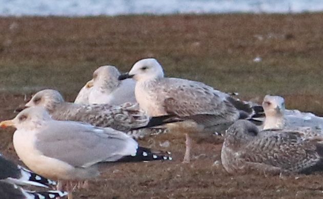 Caspian Gull - 10-11-2017