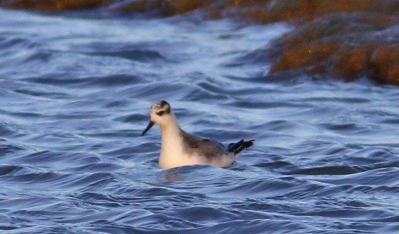 Grey Phalarope - 10-11-2017