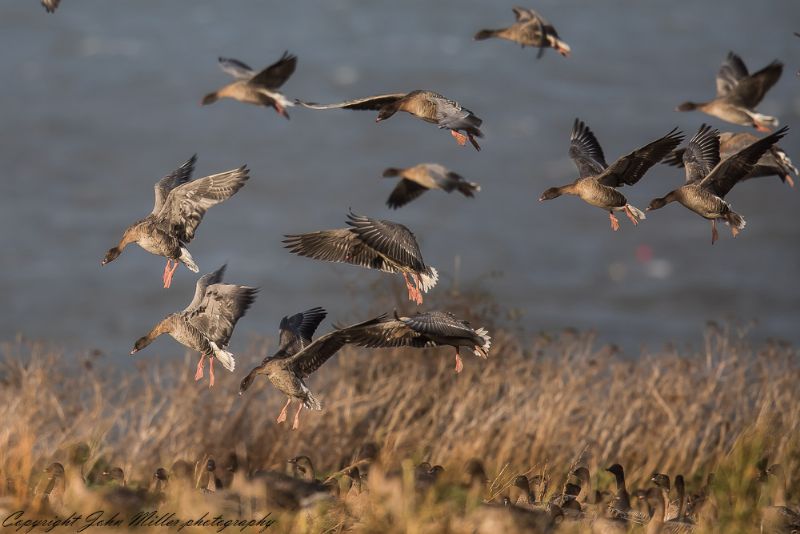 Pink-footed Goose - 10-11-2017