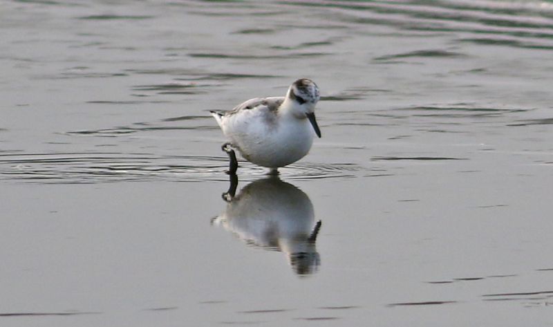 Grey Phalarope - 11-11-2017