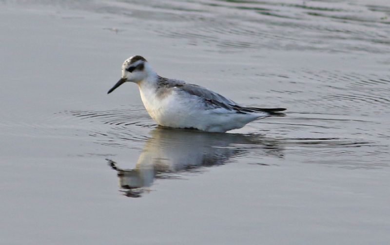 Grey Phalarope - 11-11-2017