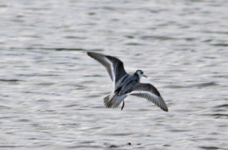 Grey Phalarope - 11-11-2017