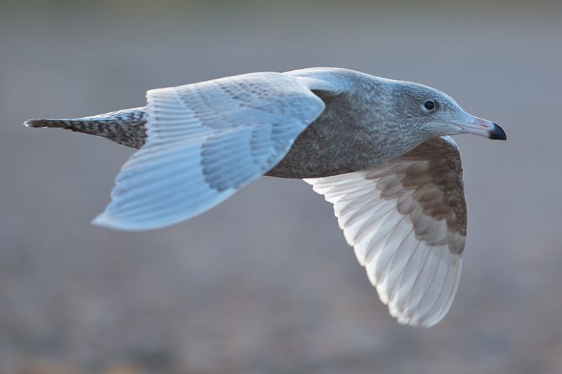 Glaucous Gull - 11-11-2017