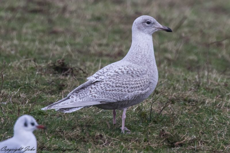 Iceland Gull - 15-11-2017