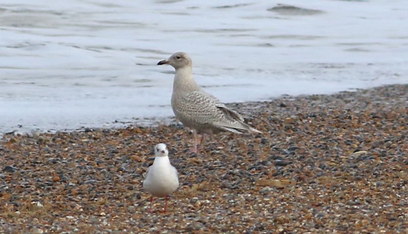 Iceland Gull - 14-11-2017