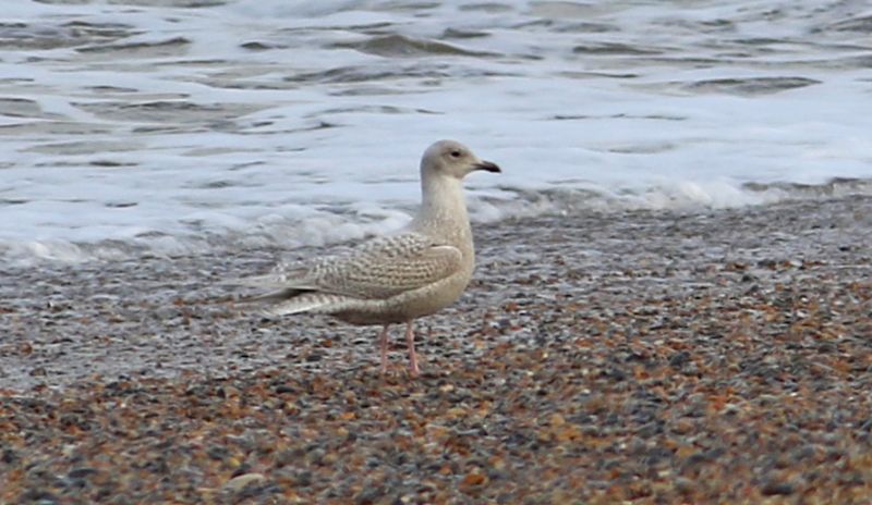 Iceland Gull - 14-11-2017