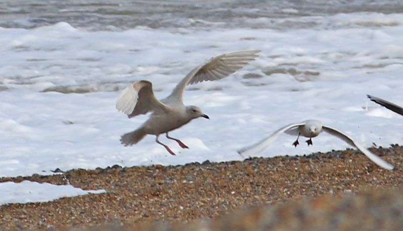 Iceland Gull - 14-11-2017