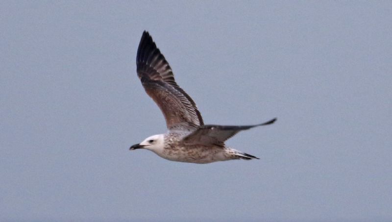 Caspian Gull - 17-11-2017