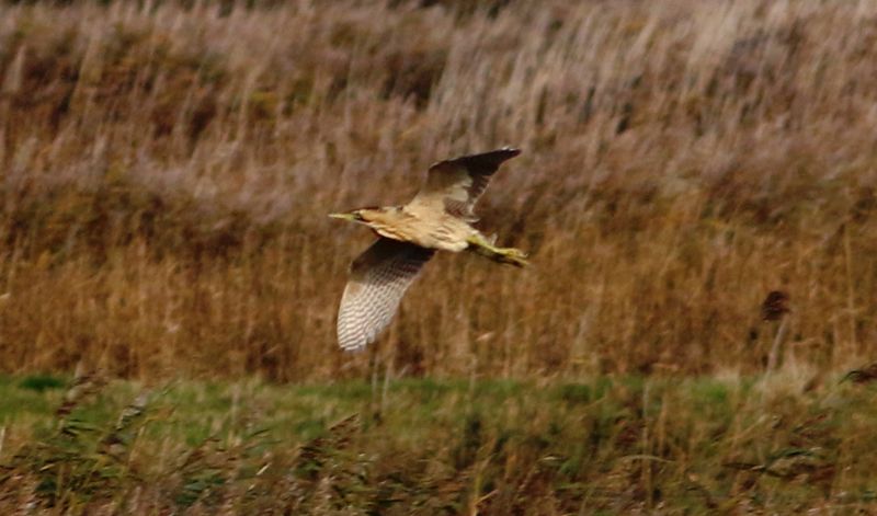 Bittern - 18-11-2017