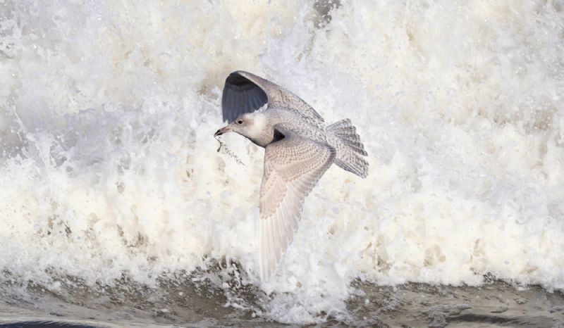 Iceland Gull - 19-11-2017