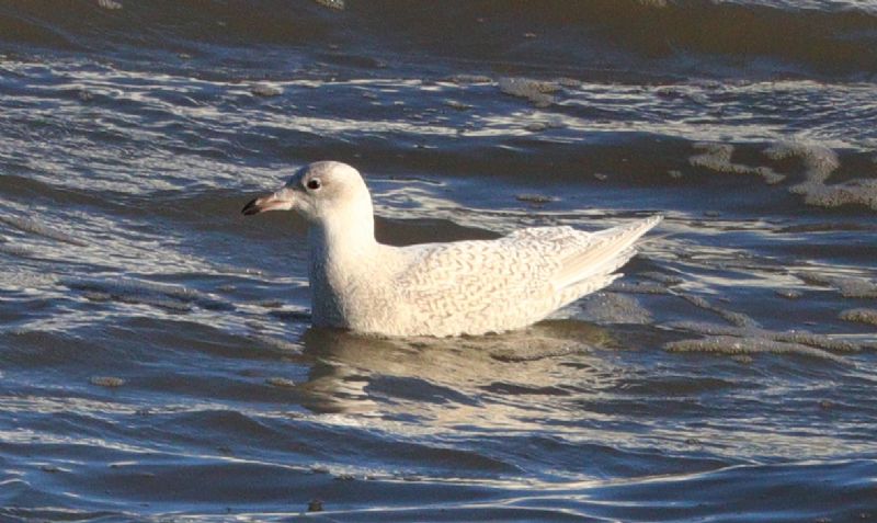 Iceland Gull - 19-11-2017