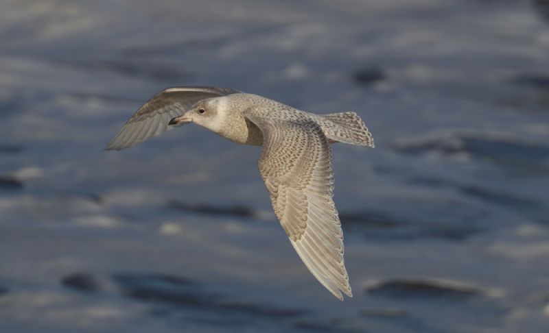 Iceland Gull - 19-11-2017