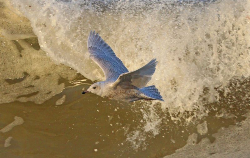 Iceland Gull - 19-11-2017