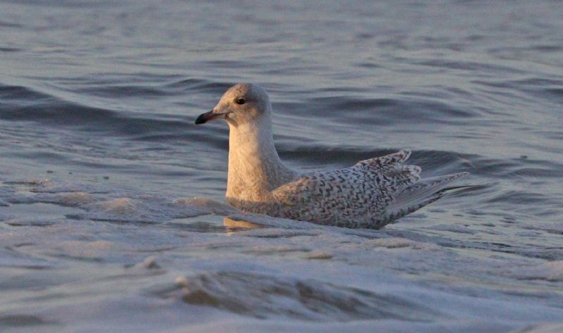 Iceland Gull - 19-11-2017